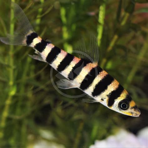 Leporinus fasciatus, Banded leporinus : fisheries, aquarium.